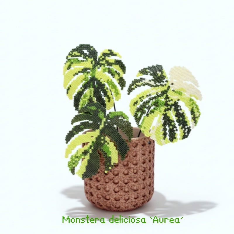 .𖥔 ݁ ˖LoopJelly𓂃.☘︎ ݁˖Pixel Potted Plants🌿 Monstera deliciosa ‘Aurea’ 💛