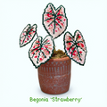 .𖥔 ݁ ˖LoopJelly𓂃.☘︎ ݁˖Pixel Potted Plants🌿Begonia ‘strawberry’🍓