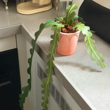 Fishbone Cactus Pot DIY KIT