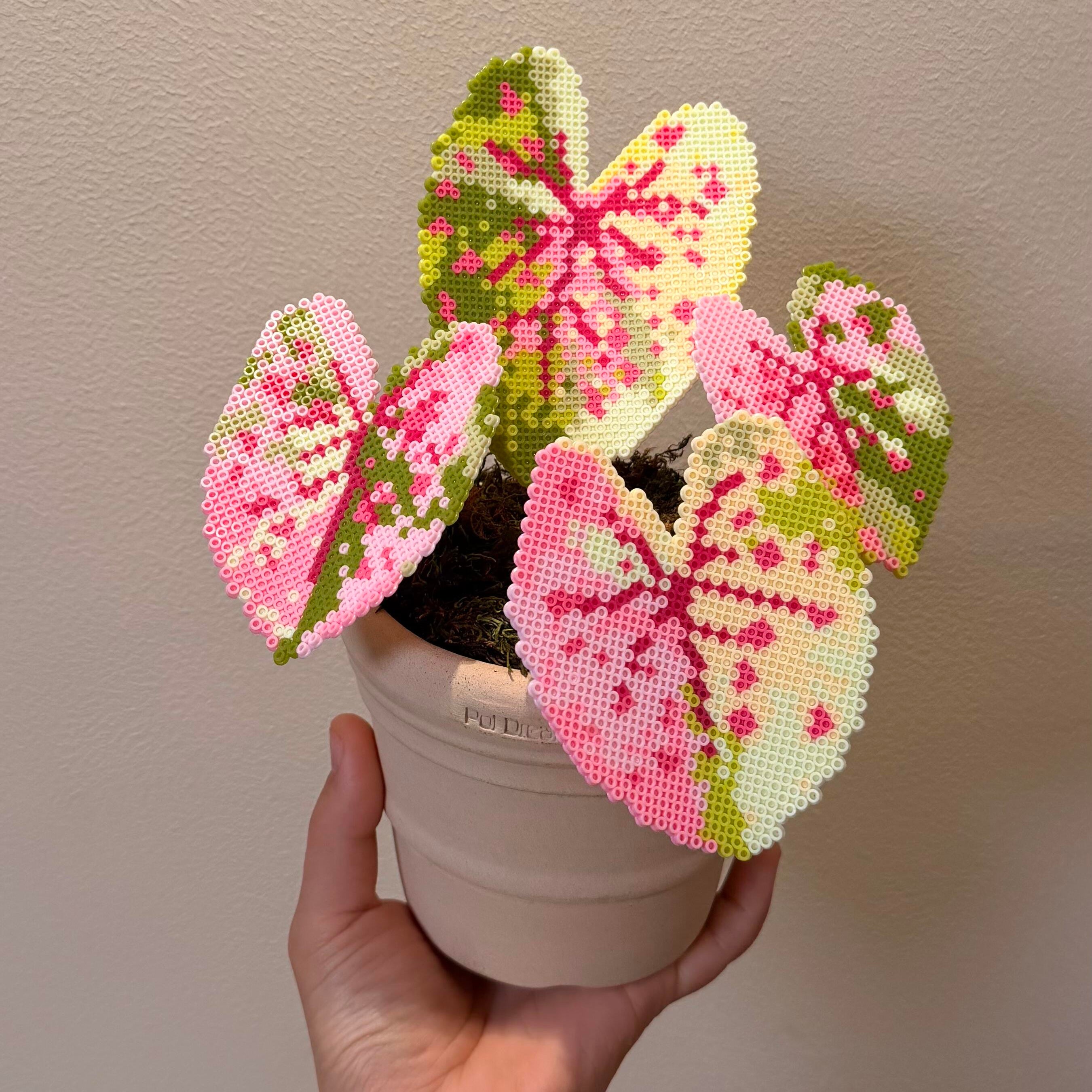 .𖥔 ݁ ˖LoopJelly𓂃.☘︎ ݁˖Pixel Potted Plants🌿Caladium ‘Rose’🌹