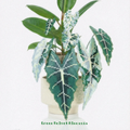 .𖥔 ݁ ˖LoopJelly𓂃.☘︎ ݁˖Pixel Potted Plants🌿Green Velvet Alocasia